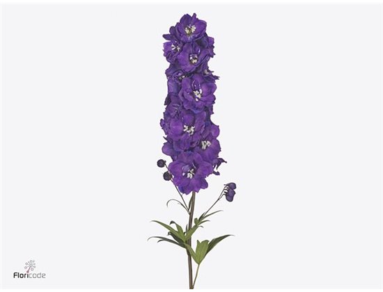 Delphinium El Delphinium Texas c1244