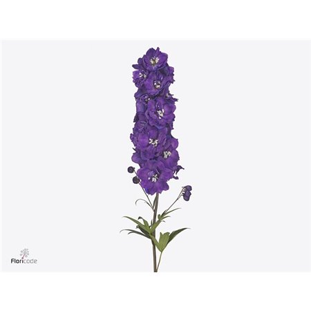 Delphinium El Delphinium Texas c1244