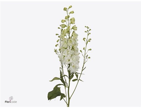 Delphinium El Dewi Anastasia c1245