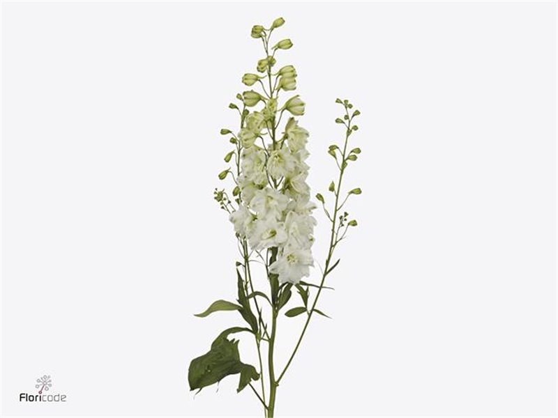 Delphinium El Dewi Anastasia c1245