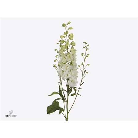 Delphinium El Dewi Anastasia c1245