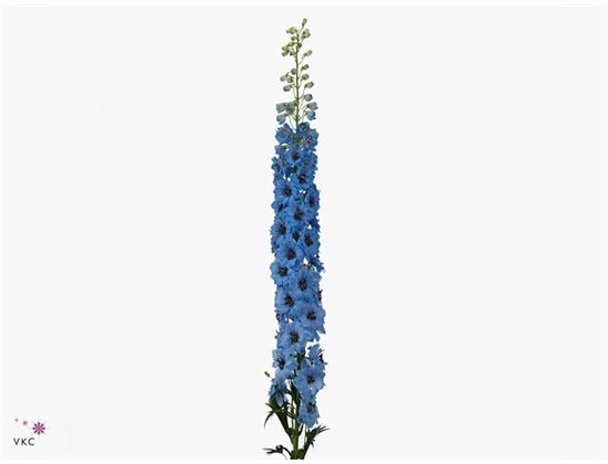 Delphinium El Dewi Black Pearl c1246