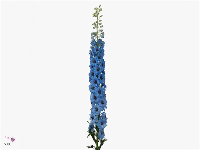 Delphinium El Dewi Black Pearl c1246