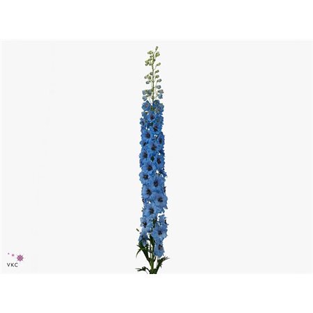 Delphinium El Dewi Black Pearl c1246