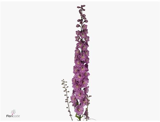 Delphinium El Dewi Fame c1247