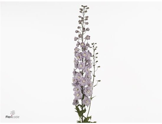 Delphinium El Dewi Flaming c1248