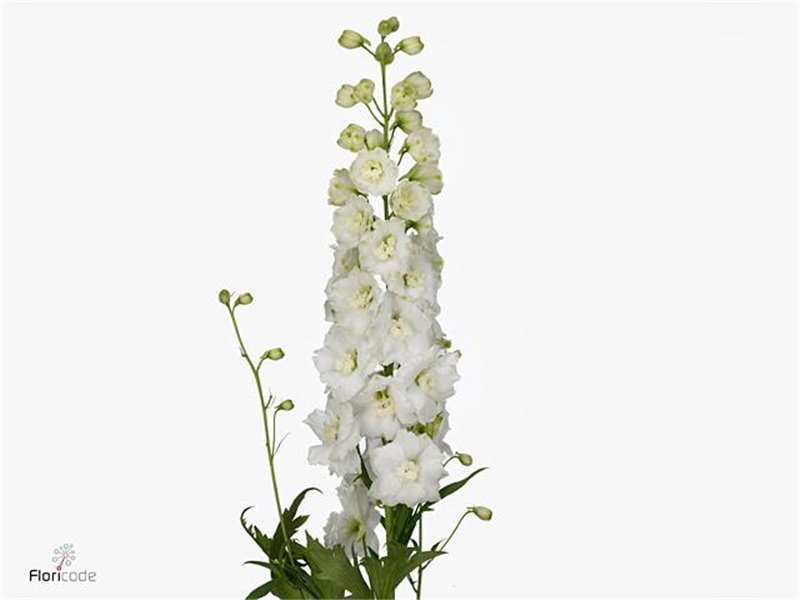 Delphinium El Dewi Siberia c1249