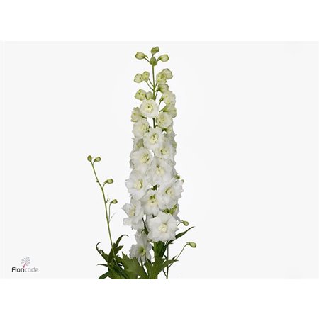 Delphinium El Dewi Siberia c1249