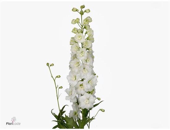 Delphinium El Dewi Siberia c1250