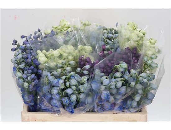 Delphinium El Mixed c1251