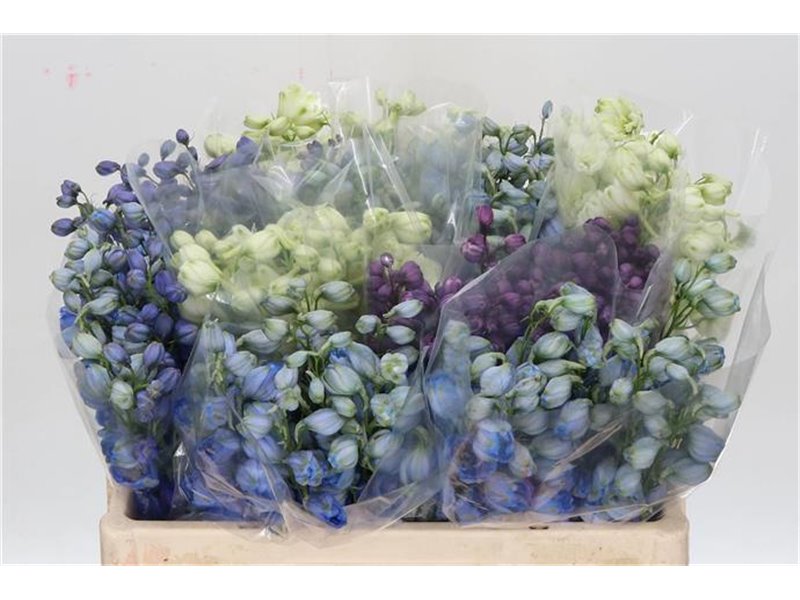 Delphinium El Mixed c1251