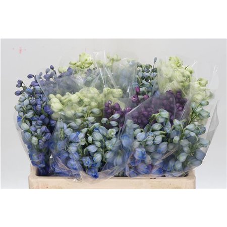 Delphinium El Mixed c1251