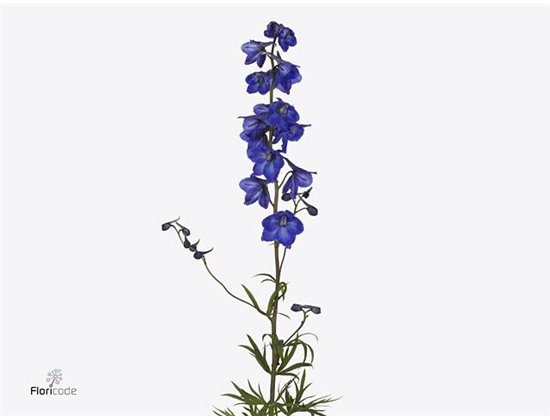 Delphinium En Atlantis c1252