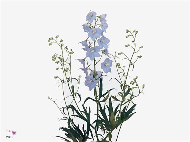 Delphinium En Ballkleid c1255