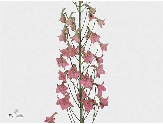 Delphinium En Ballkleid c1256
