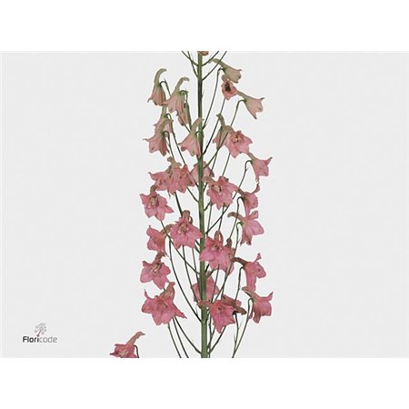 Delphinium En Ballkleid c1256