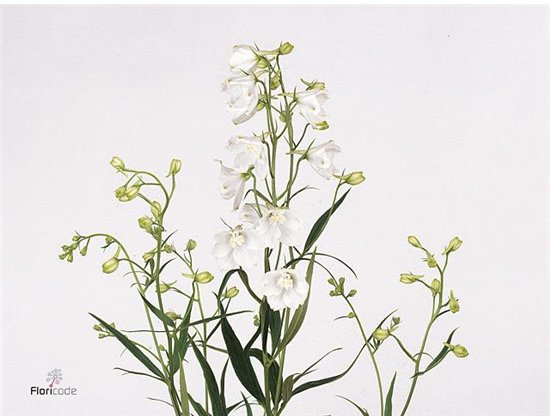 Delphinium En Sneeuwitje c1258