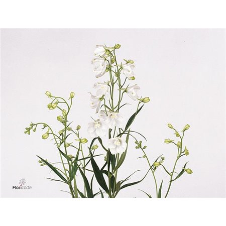 Delphinium En Sneeuwitje c1258