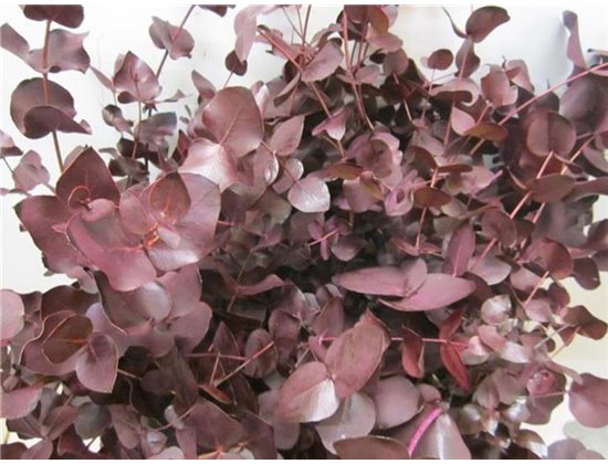 Evkaliptus Cinerea Aubergine c1551