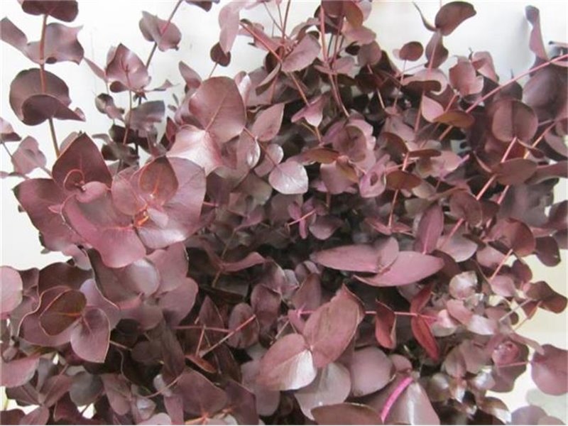 Evkaliptus Cinerea Aubergine c1551