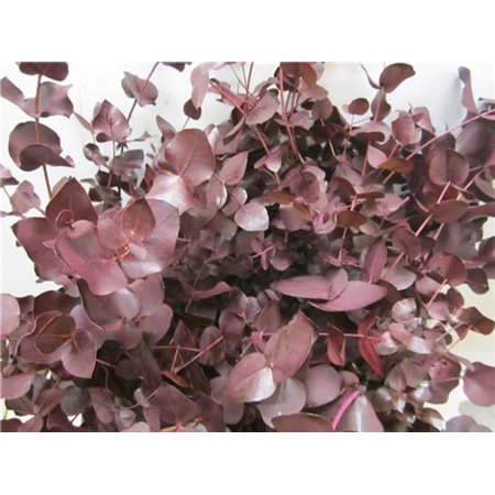 Evkaliptus Cinerea Aubergine c1551