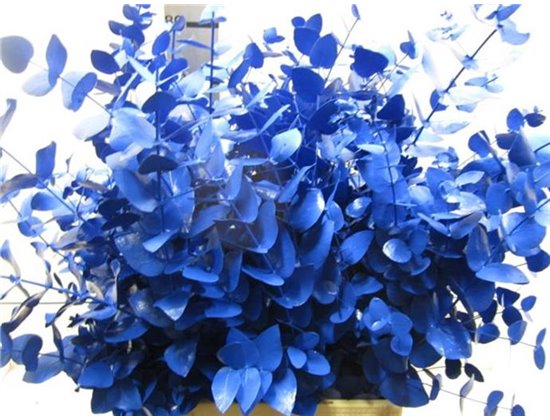 Evkaliptus Cinerea Blue c1553