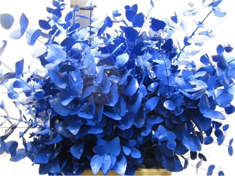 Evkaliptus Cinerea Blue c1553