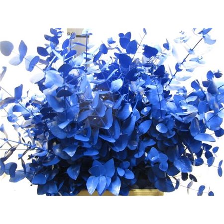 Evkaliptus Cinerea Blue c1553