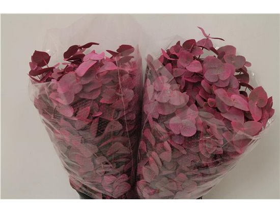 Evkaliptus Cinerea Col. Pink (p. bunch) c1559