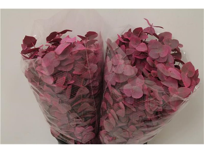 Evkaliptus Cinerea Col. Pink (p. bunch) c1559