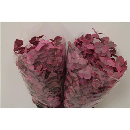 Evkaliptus Cinerea Col. Pink (p. bunch) c1559