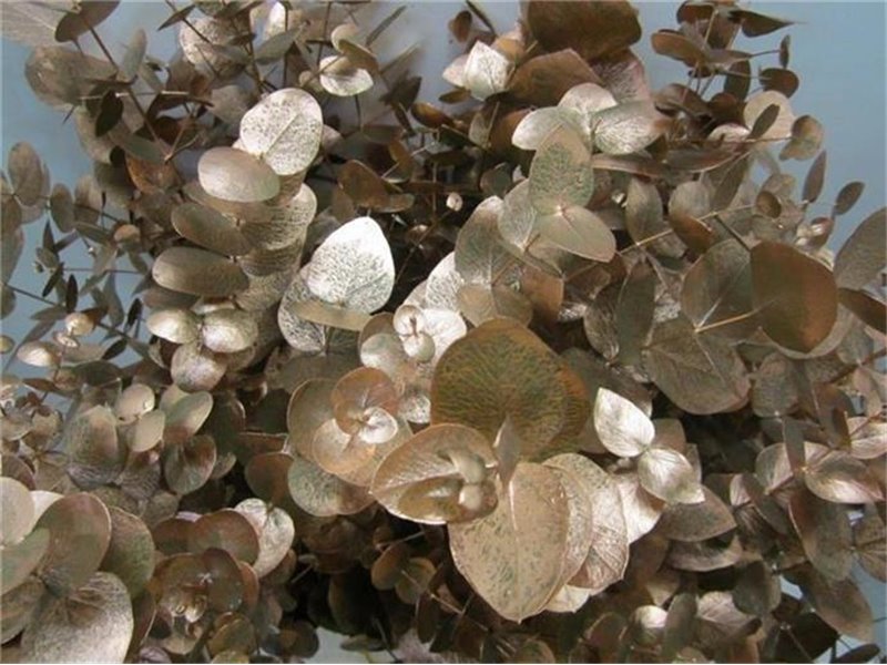 Evkaliptus Cinerea Copper c1562