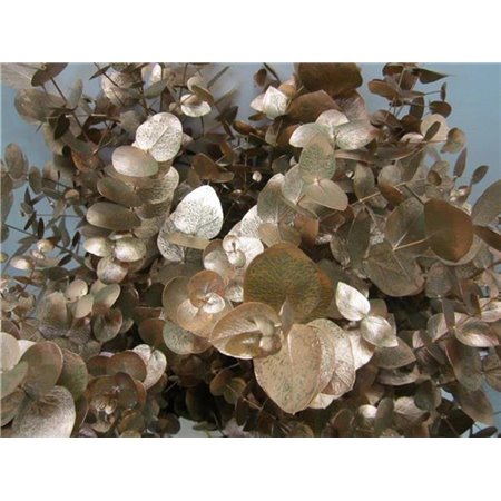 Evkaliptus Cinerea Copper c1562