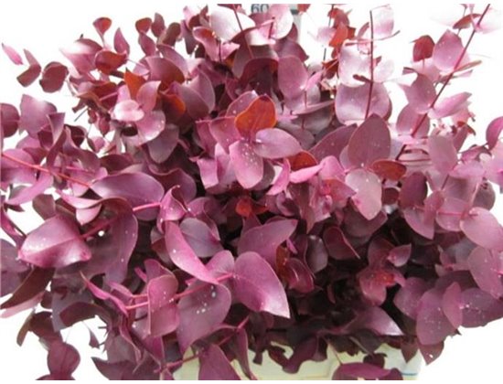 Evkaliptus Cinerea Dark Cerise c1563