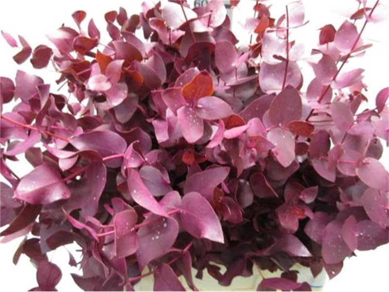 Evkaliptus Cinerea Dark Cerise c1563