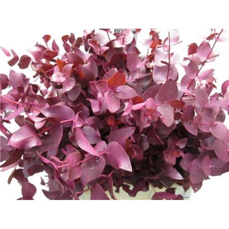 Evkaliptus Cinerea Dark Cerise c1563