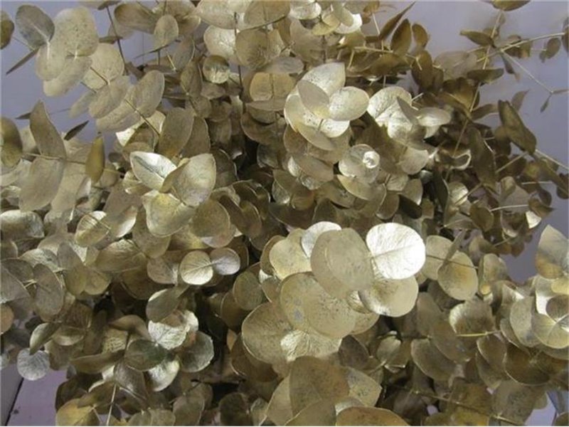 Evkaliptus Cinerea Gold c1564
