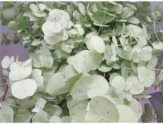 Evkaliptus Cinerea Light Green c1565