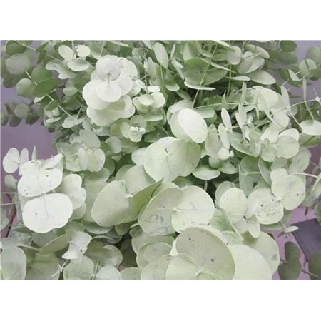 Evkaliptus Cinerea Light Green c1565