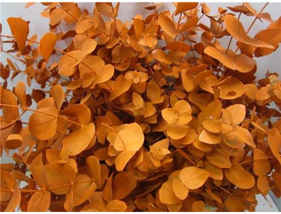 Evkaliptus Cinerea Orange c1566