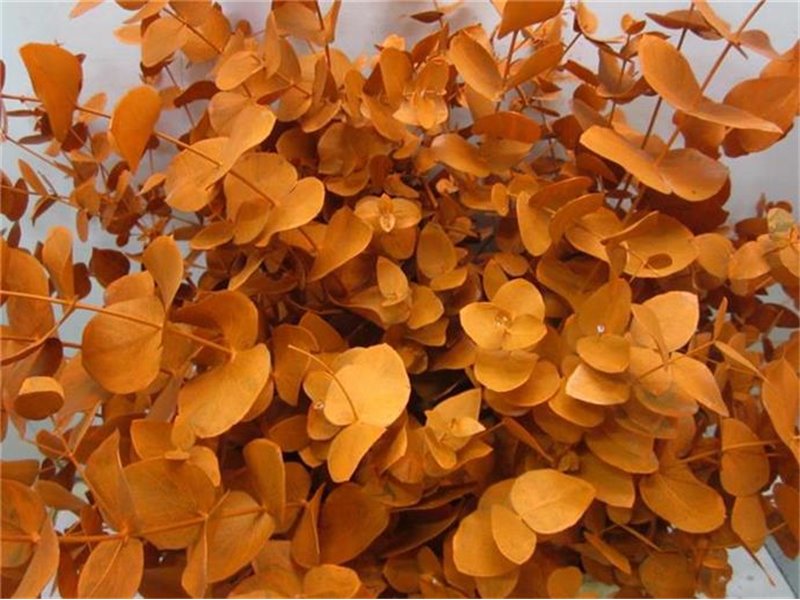 Evkaliptus Cinerea Orange c1566