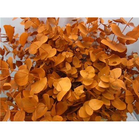 Evkaliptus Cinerea Orange c1566