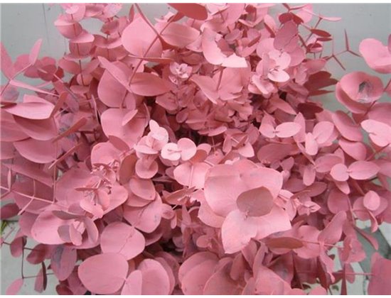 Evkaliptus Cinerea Red c1570