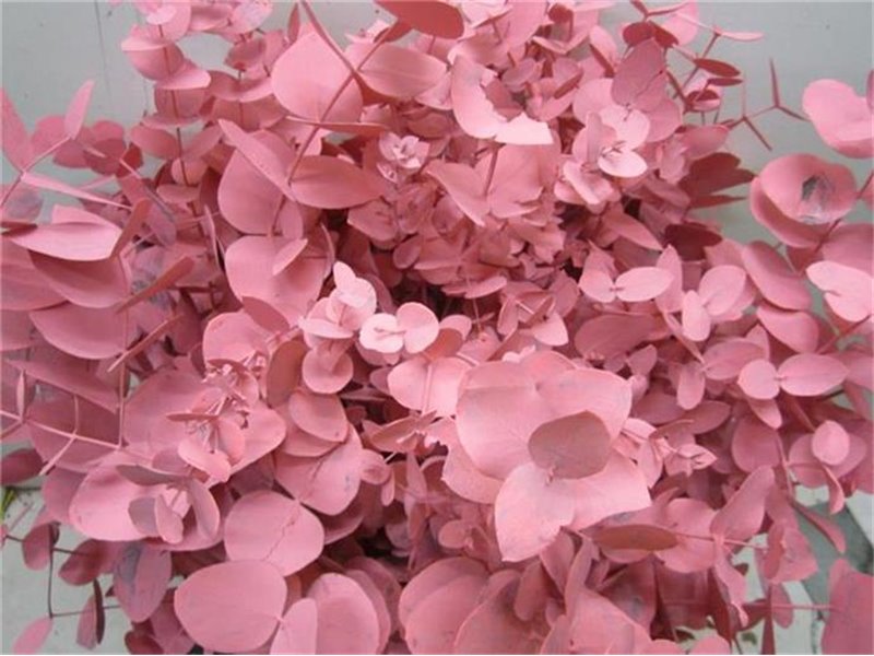 Evkaliptus Cinerea Red c1570