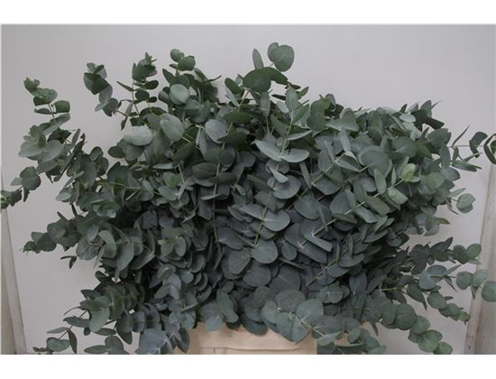 Evkaliptus Cinerea Sa 300gr (p. bunch) c1573