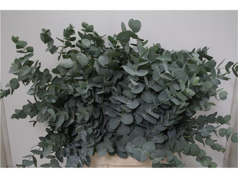 Evkaliptus Cinerea Sa 300gr (p. bunch) c1573