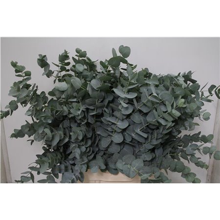 Evkaliptus Cinerea Sa 300gr (p. bunch) c1573