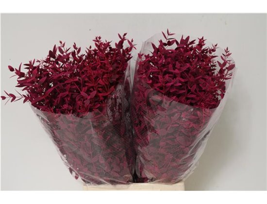 Evkaliptus Parvi Col Cerise Short (p. bunch) c1585