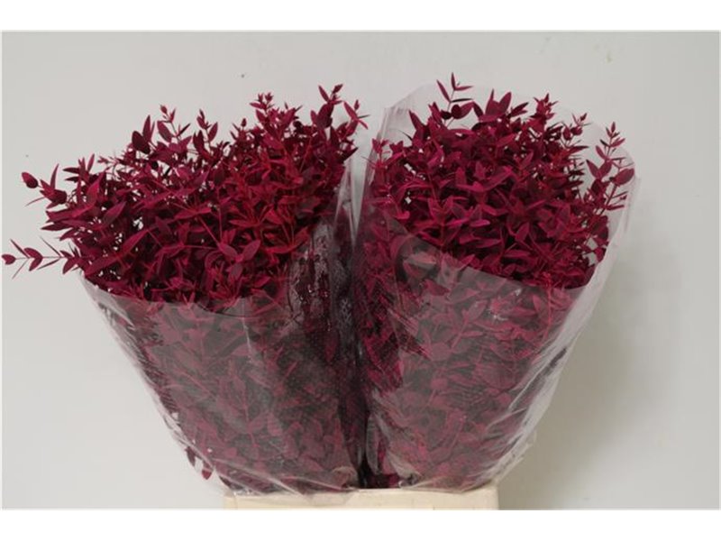 Evkaliptus Parvi Col Cerise Short (p. bunch) c1585