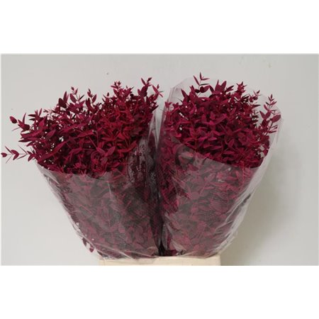 Evkaliptus Parvi Col Cerise Short (p. bunch) c1585